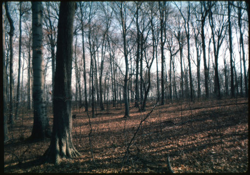 Woods, Photography