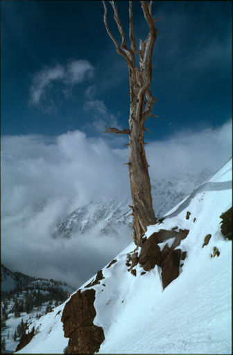Utah Tree, Photography