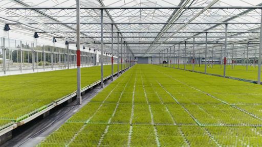 Lugnets Plantskola