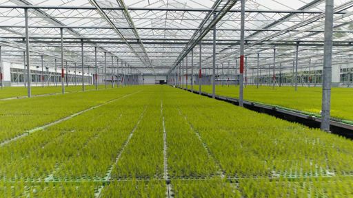 Lugnets Plantskola