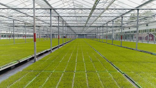Lugnets Plantskola