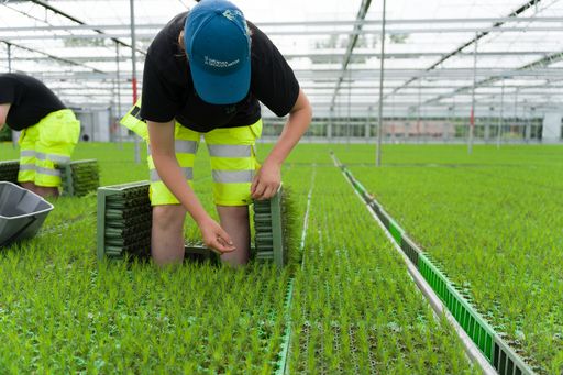 Lugnets Plantskola