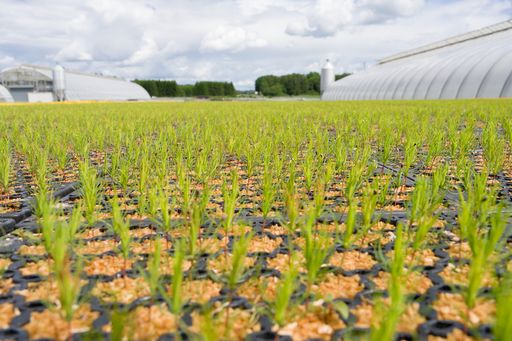 Lugnets Plantskola