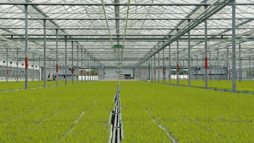 Lugnets Plantskola
