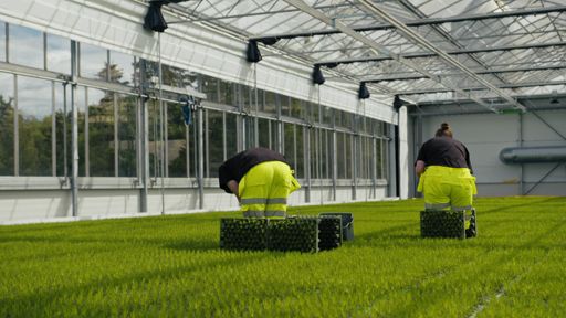 Lugnets Plantskola