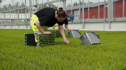 Lugnets Plantskola