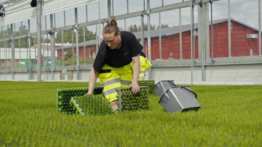 Lugnets Plantskola