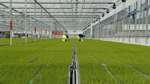 Lugnets Plantskola
