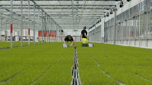Lugnets Plantskola