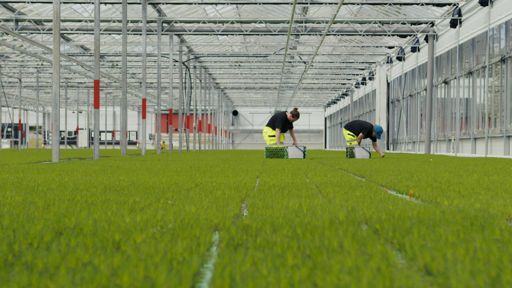 Lugnets Plantskola