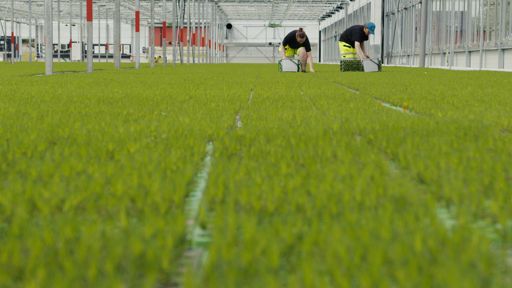 Lugnets Plantskola