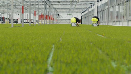Lugnets Plantskola