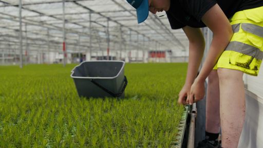 Lugnets Plantskola