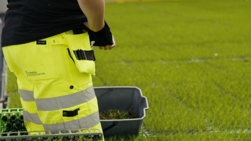 Lugnets Plantskola