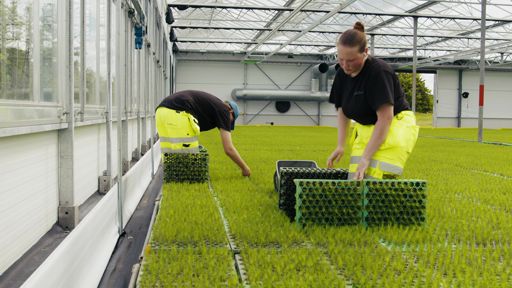 Lugnets Plantskola