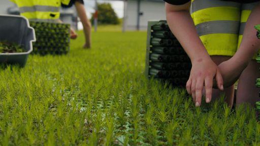 Lugnets Plantskola