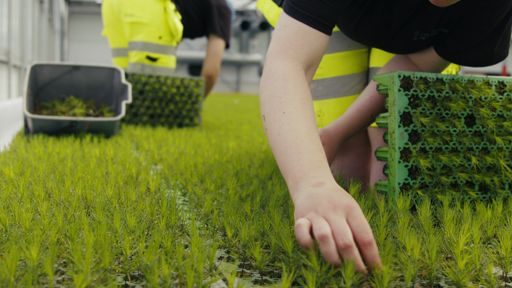 Lugnets Plantskola