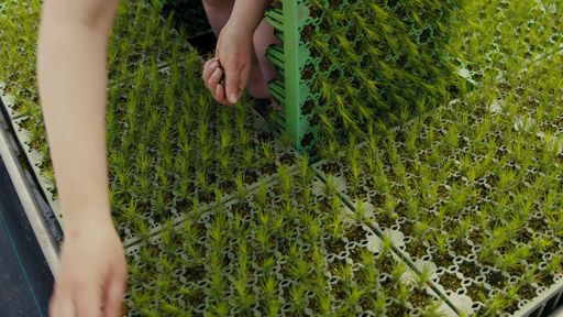 Lugnets Plantskola