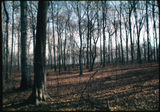 Woods