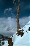 Utah Tree