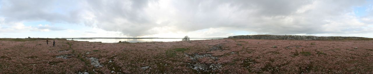 Fjaugen